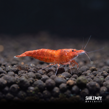 Sakura Grade Cherry Shrimp