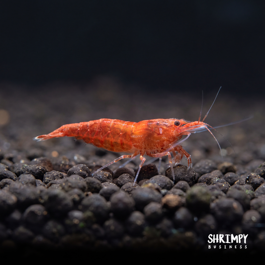 Sakura Grade Cherry Shrimp