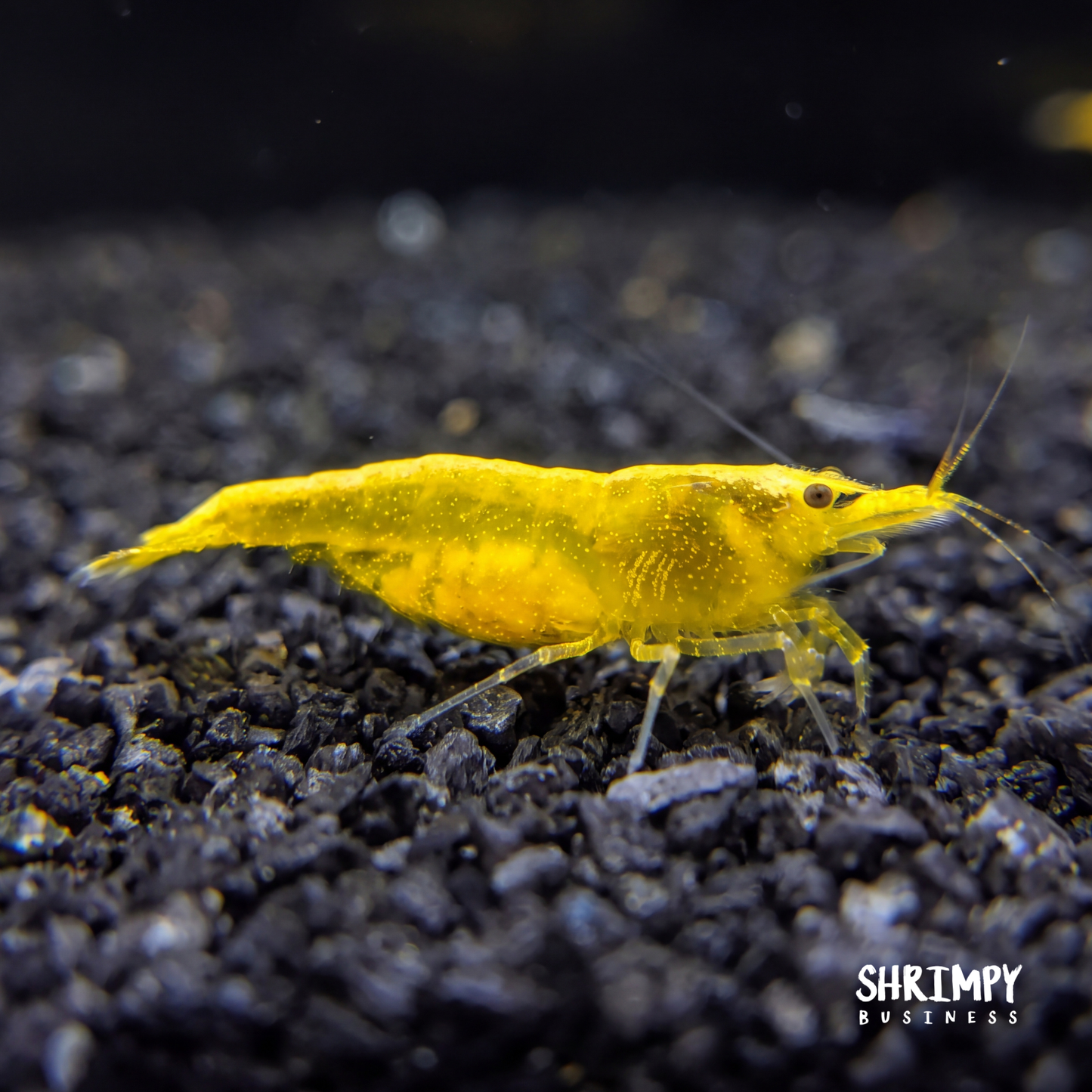 Yellow Golden Back Shrimp