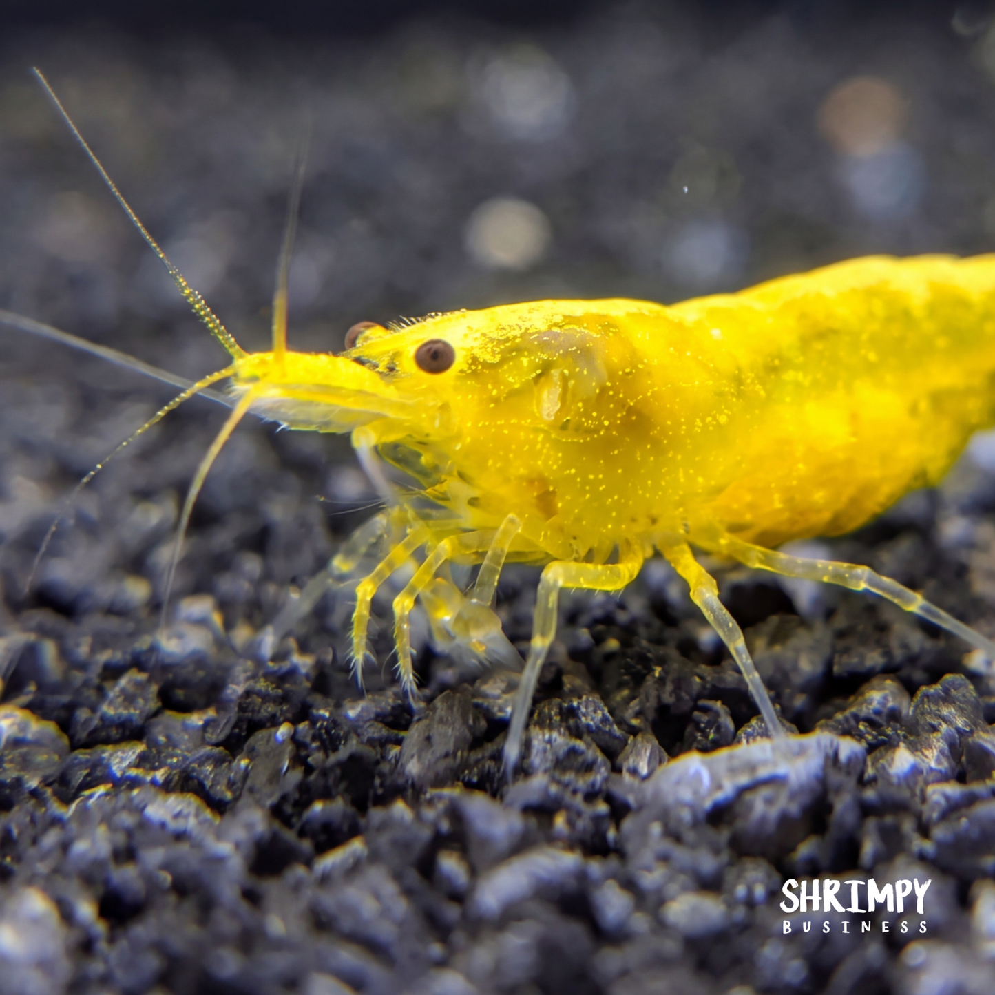 Yellow Golden Back Shrimp