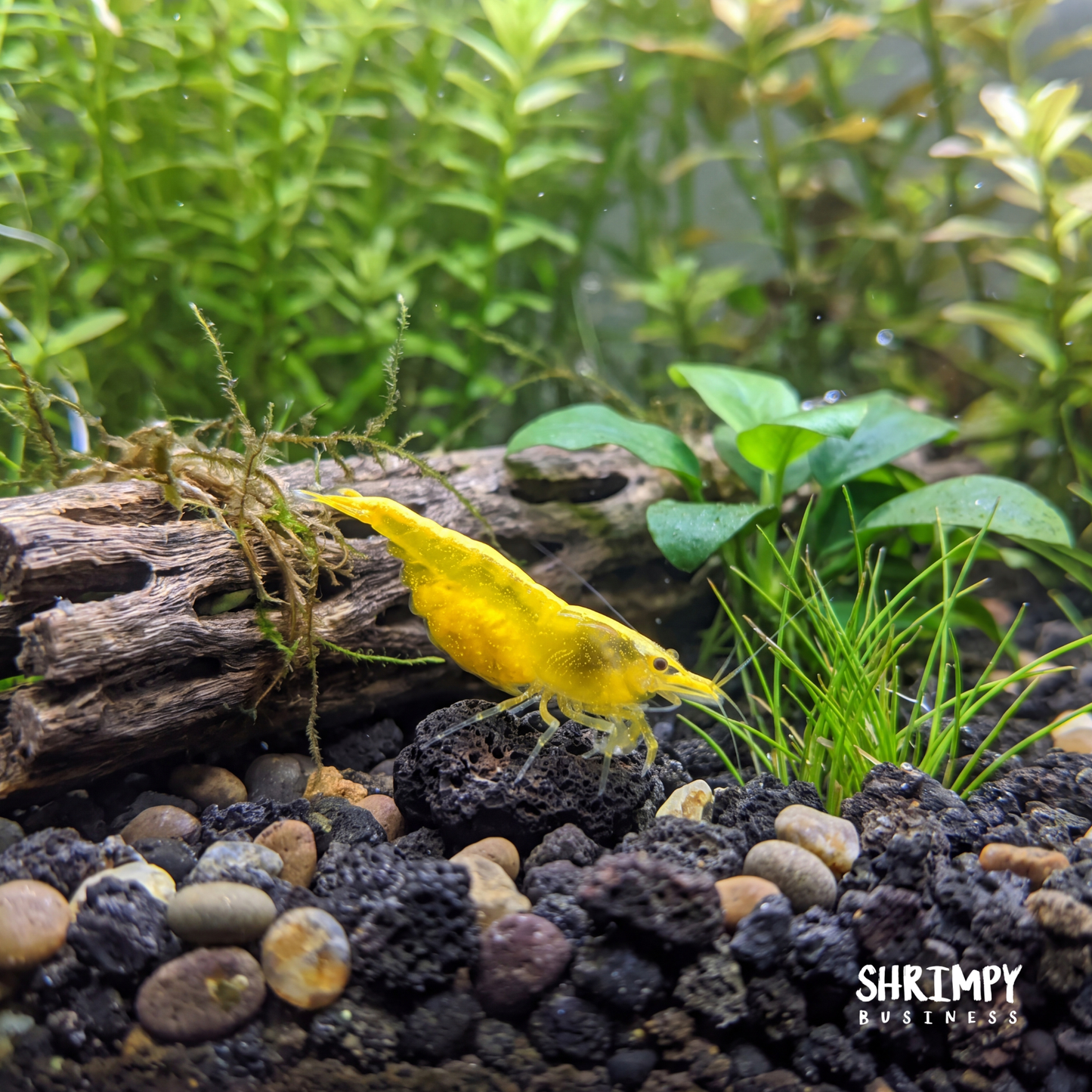 Yellow Golden Back Shrimp