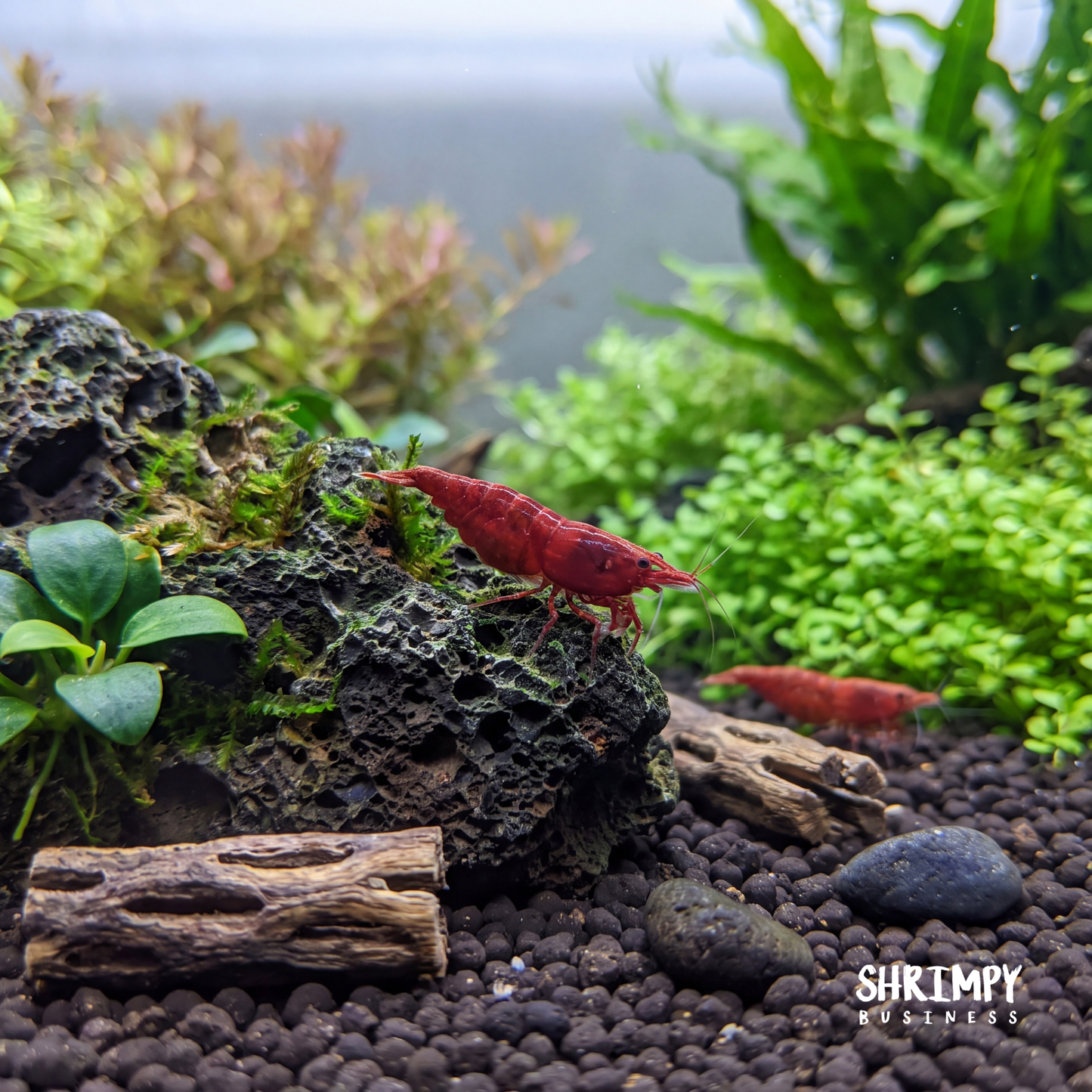 Bloody Mary Shrimp