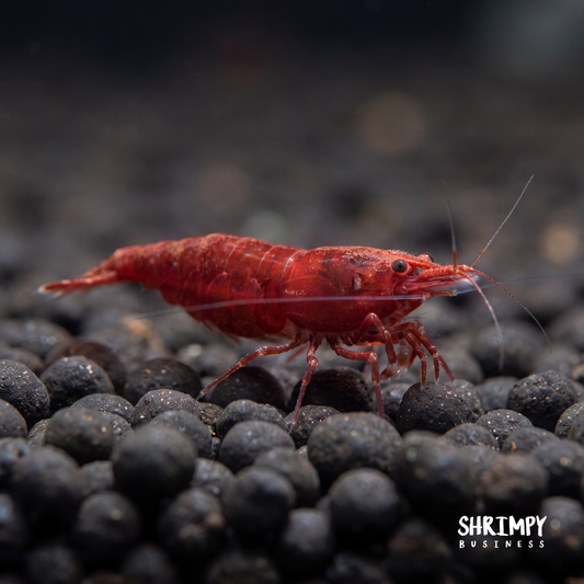 Bloody Mary Shrimp