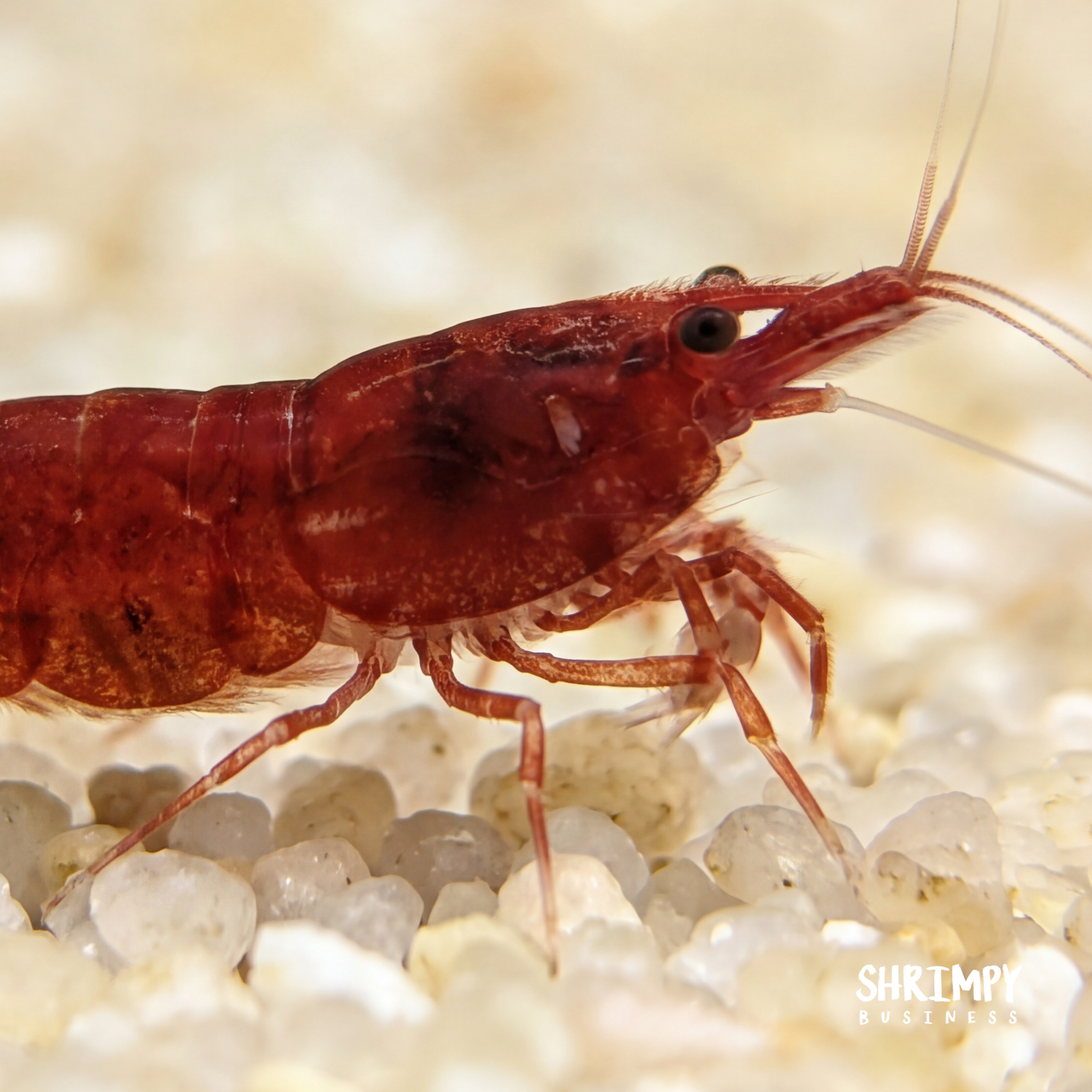Bloody Mary Shrimp
