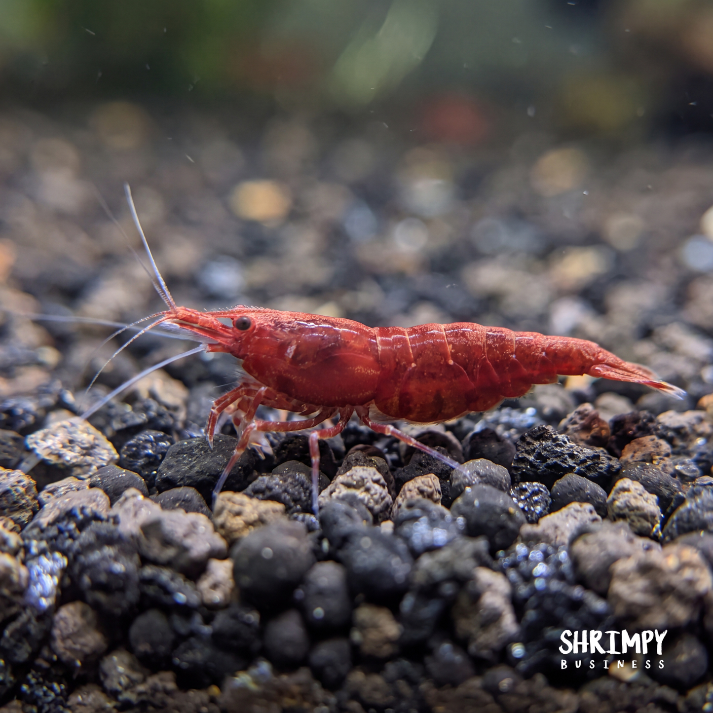 Bloody Mary Shrimp