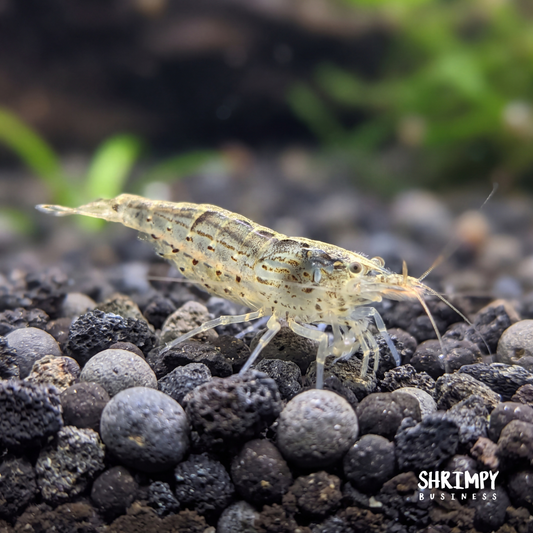 Bamboo Shrimp (ATYOPSIS SPINIPES)