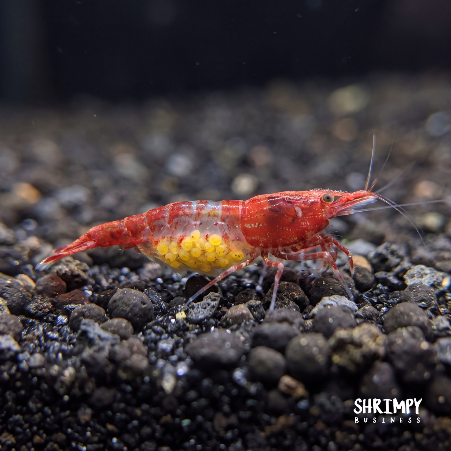 Red Rili Shrimp