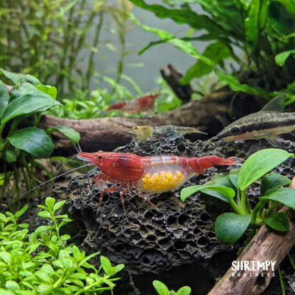 Red Rili Shrimp