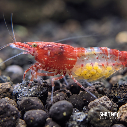 Red Rili Shrimp