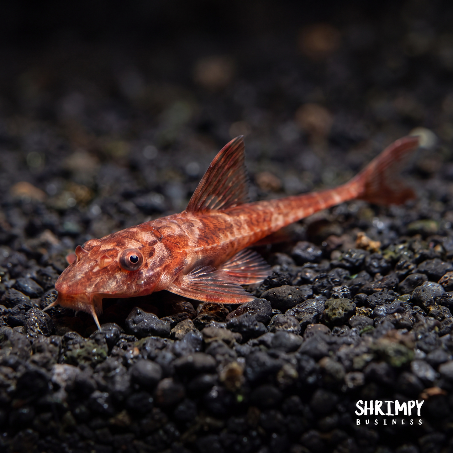 Red Lizard Whiptail Catfish (Tank-Bred)