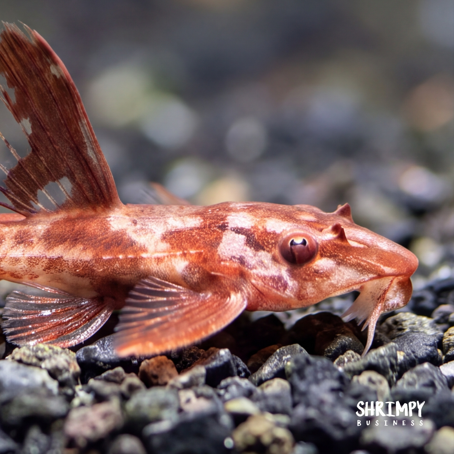 Red Lizard Whiptail Catfish (Tank-Bred)