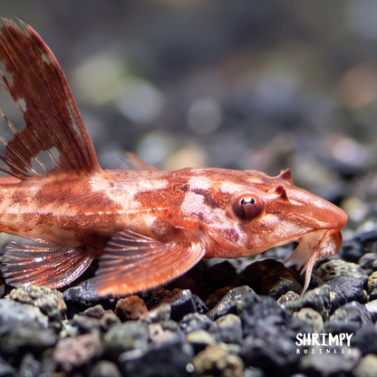 Red Lizard Whiptail Catfish (Tank-Bred)
