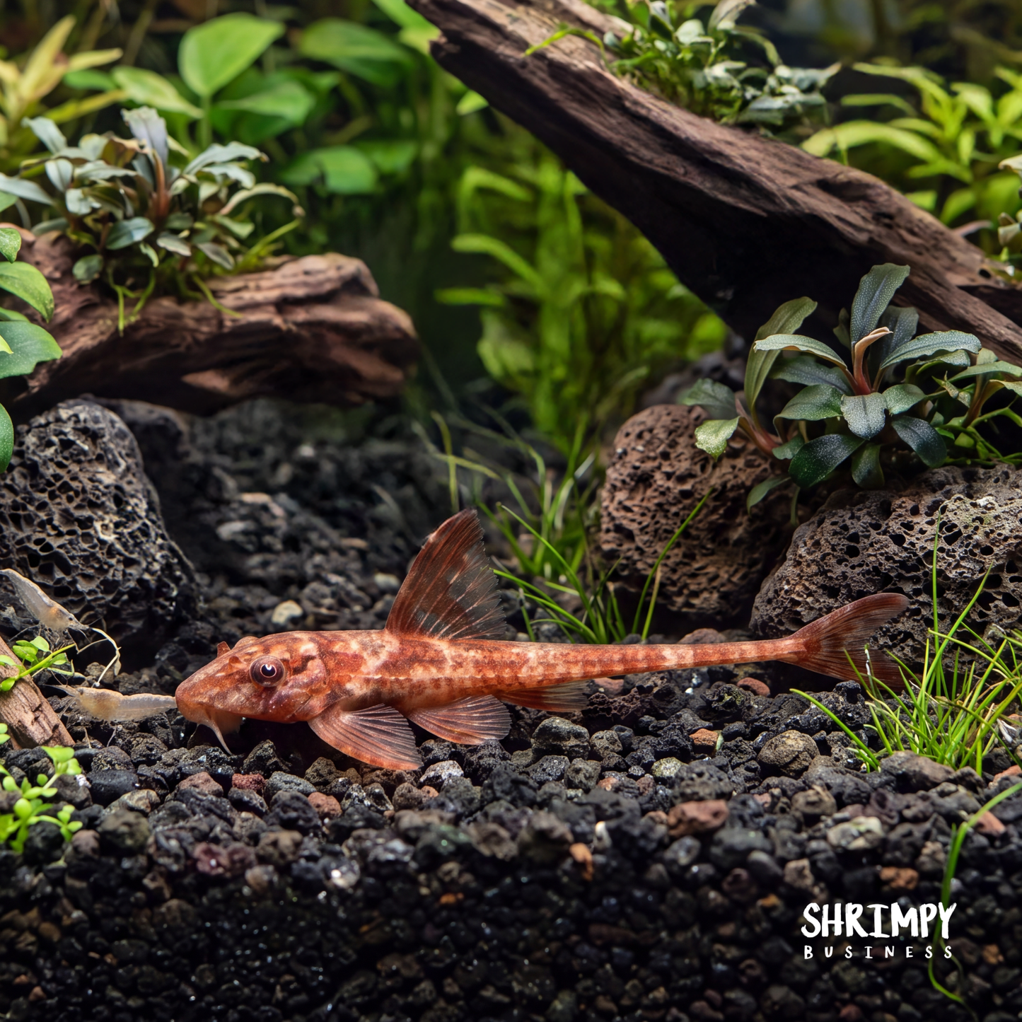 Red Lizard Whiptail Catfish (Tank-Bred)