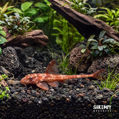 Red Lizard Whiptail Catfish (Tank-Bred)