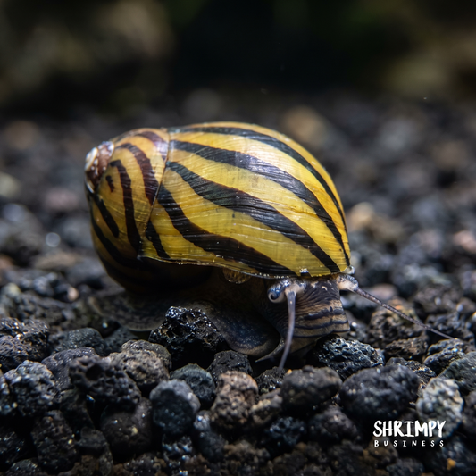 Zebra Nerite Snail