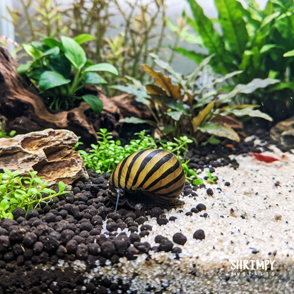 Zebra Nerite Snail