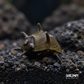 Horned Nerite Snail