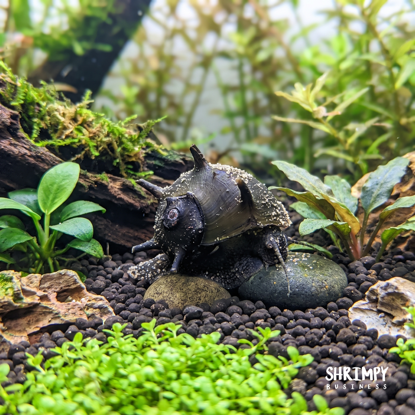 Horned Nerite Snail