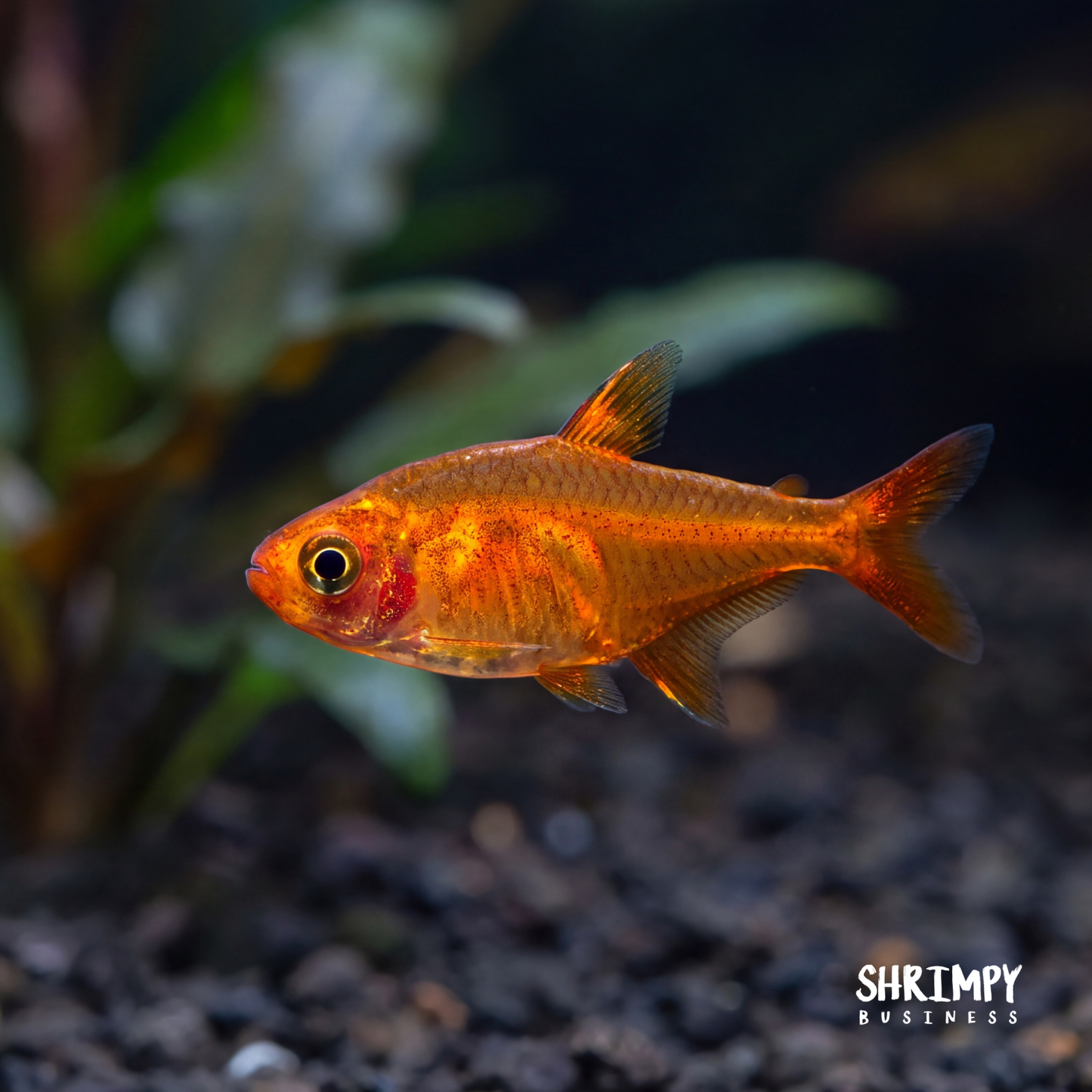 Ember Tetra (Tank-Bred)