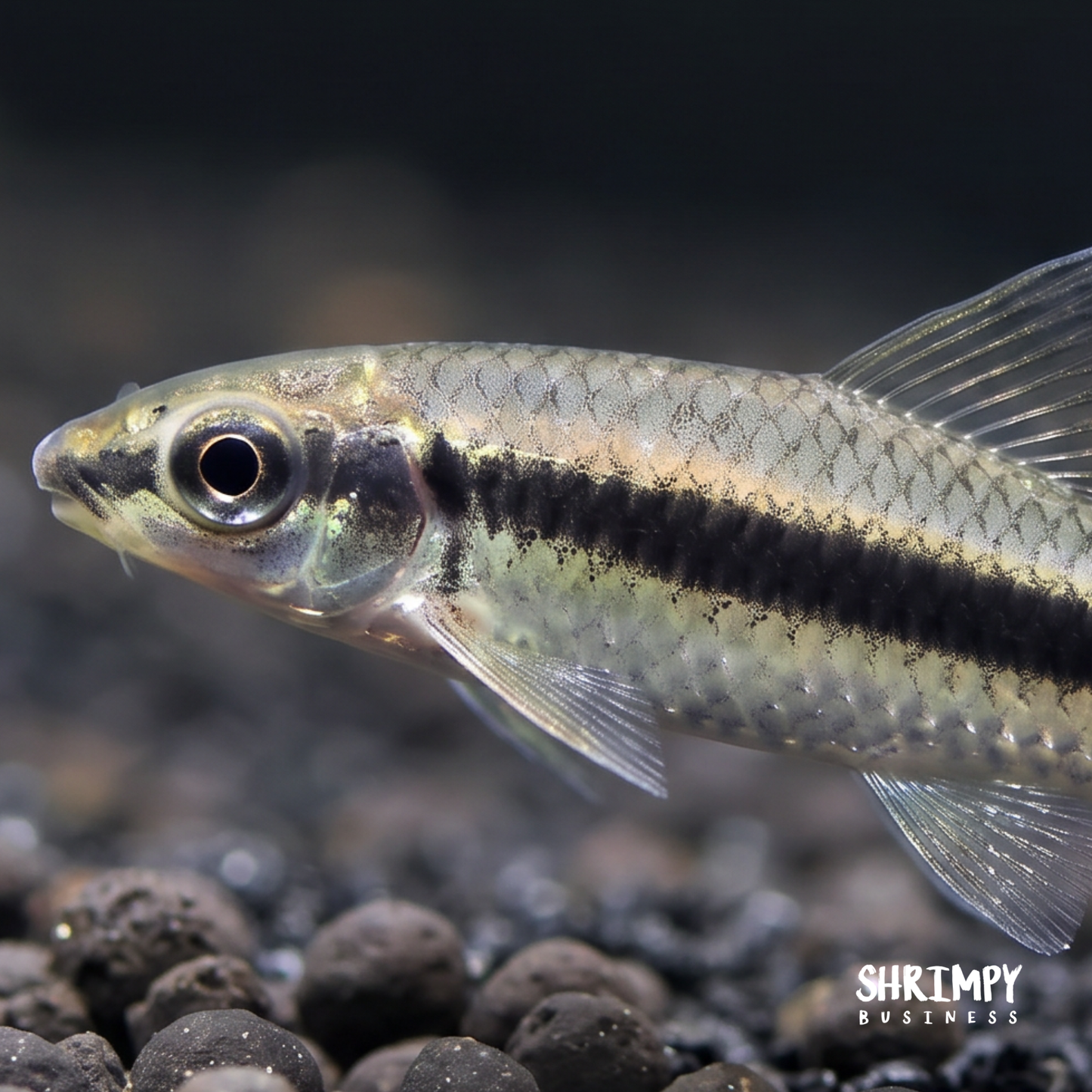 Siamese Algae Eater