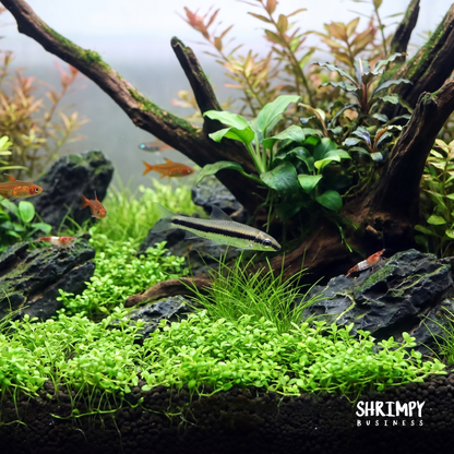 Siamese Algae Eater