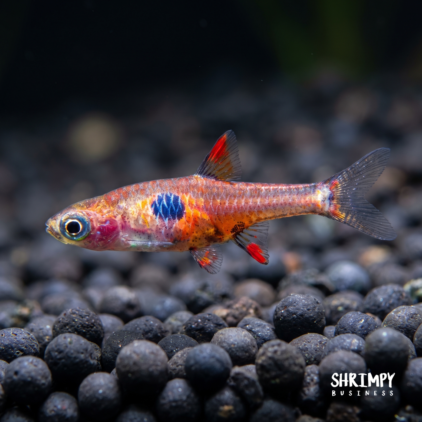 Strawberry Rasbora