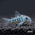 Peppered Corydoras (Tank-Bred)