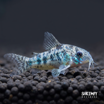 Peppered Corydoras (Tank-Bred)