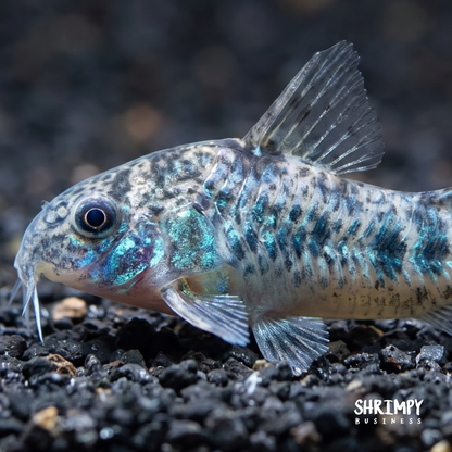 Peppered Corydoras (Tank-Bred)
