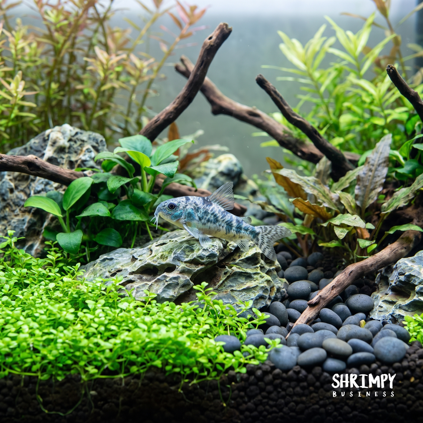 Peppered Corydoras (Tank-Bred)