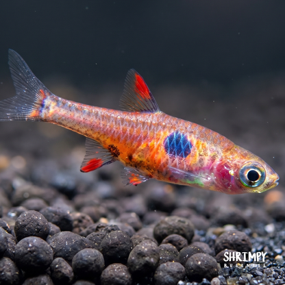 Strawberry Rasbora