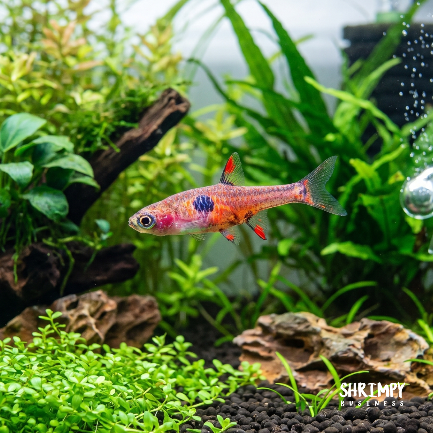Strawberry Rasbora