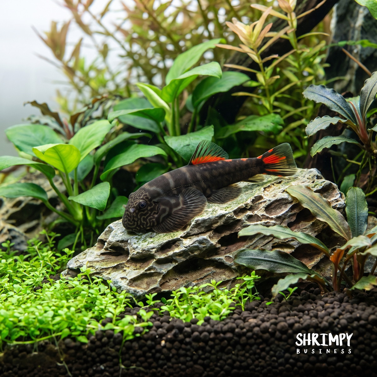 Red Tail Hillstream Loach "Bloody Mary"