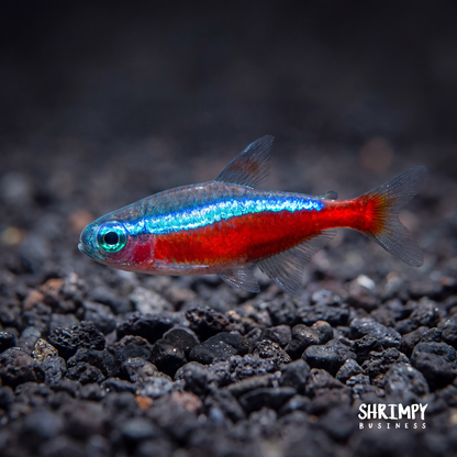 Cardinal Tetra (Tank-Bred)