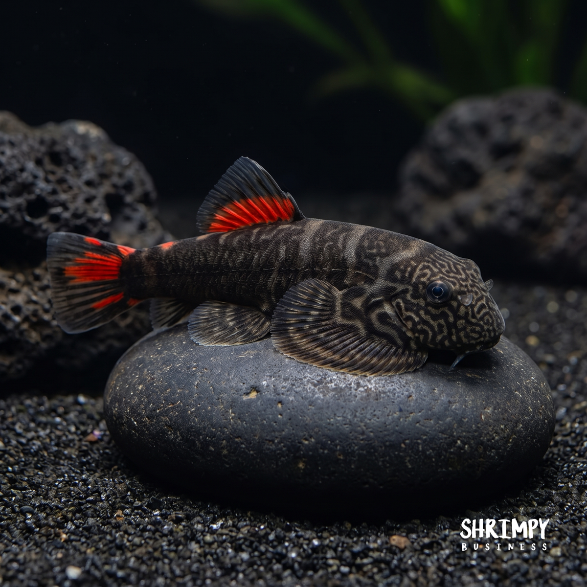 Red Tail Hillstream Loach "Bloody Mary"