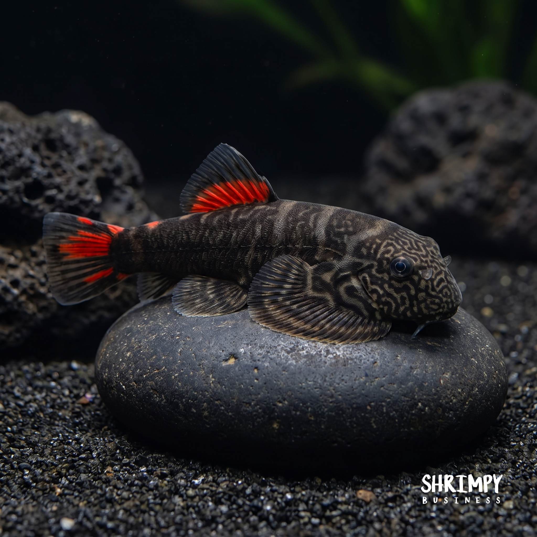 Red Tail Hillstream Loach "Bloody Mary"
