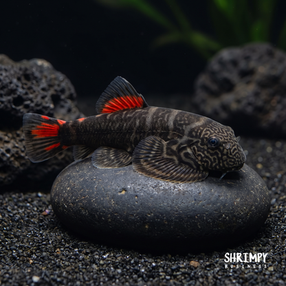 Red Tail Hillstream Loach "Bloody Mary"