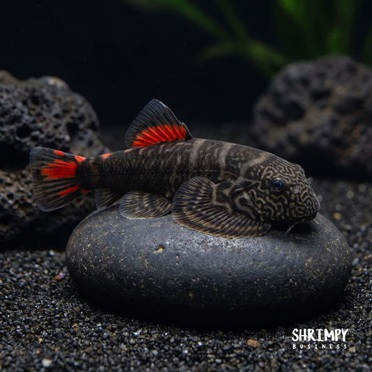 Red Tail Hillstream Loach "Bloody Mary"
