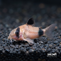 Panda Corydoras (Tank-Bred)