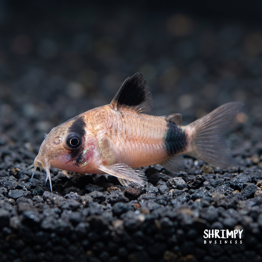 Panda Corydoras (Tank-Bred)