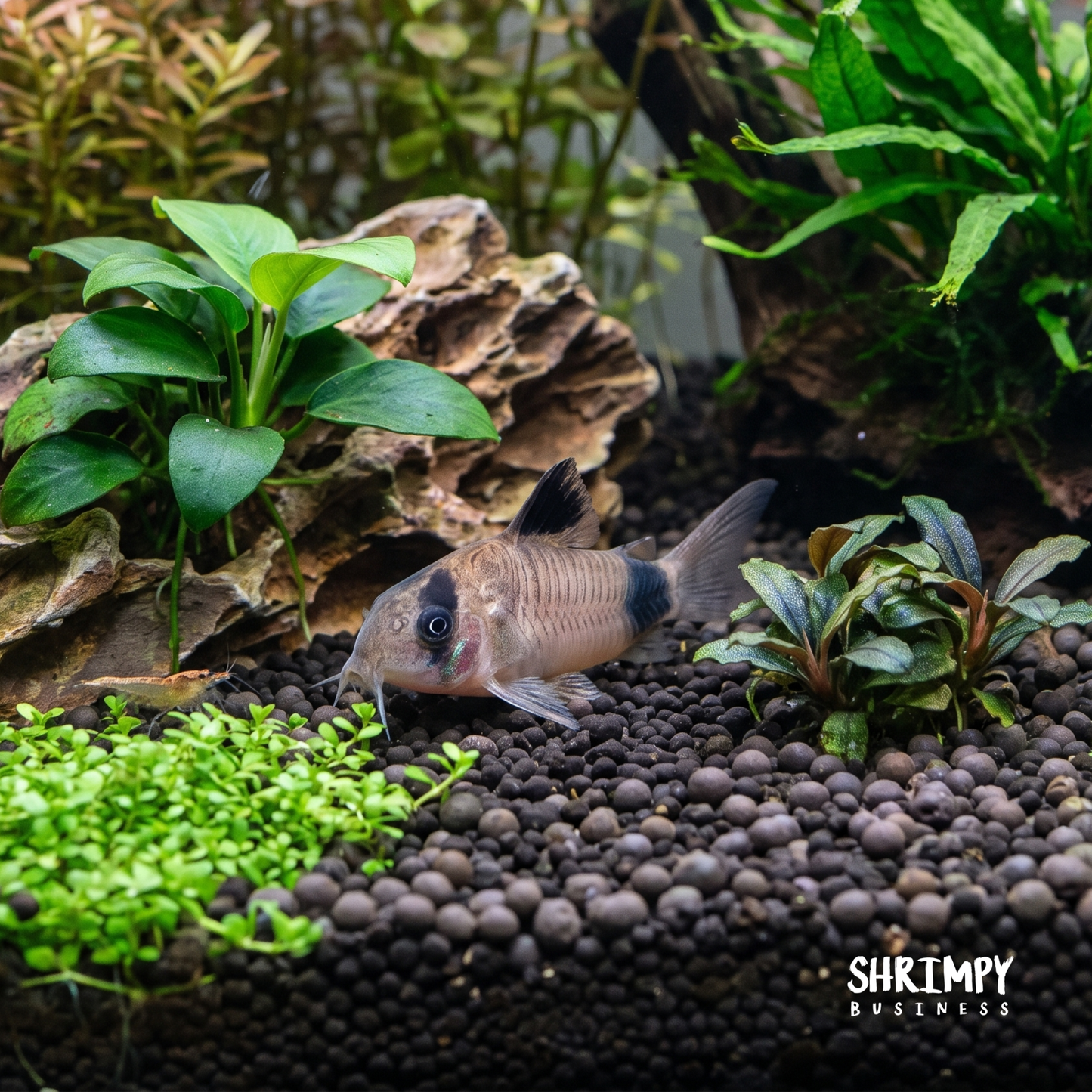 Panda Corydoras (Tank-Bred)