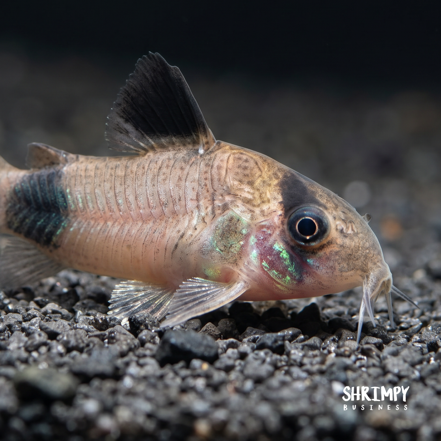 Panda Corydoras (Tank-Bred)