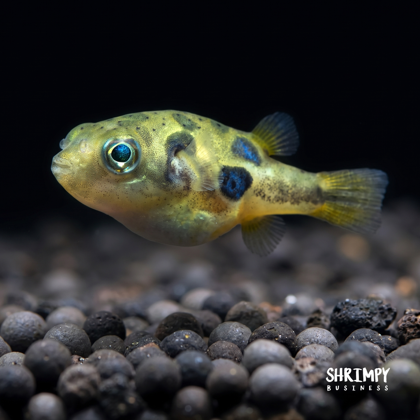 Pea Puffer (Tank-Bred)