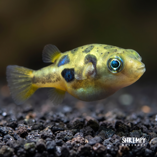 Pea Puffer (Tank-Bred)