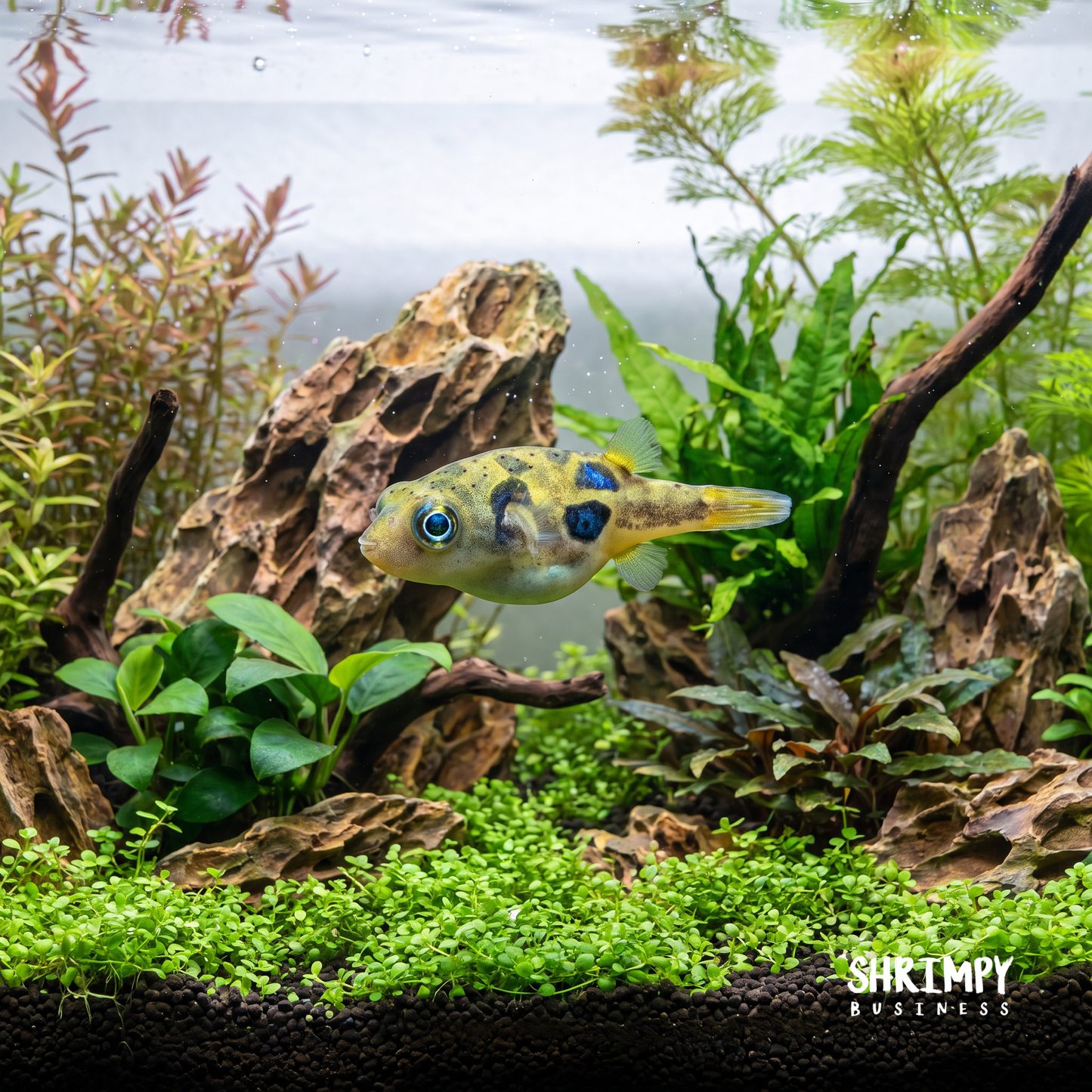Pea Puffer (Tank-Bred)