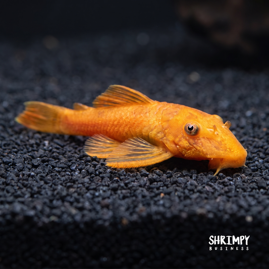 Super Red Bristlenose Pleco (Tank-Bred)