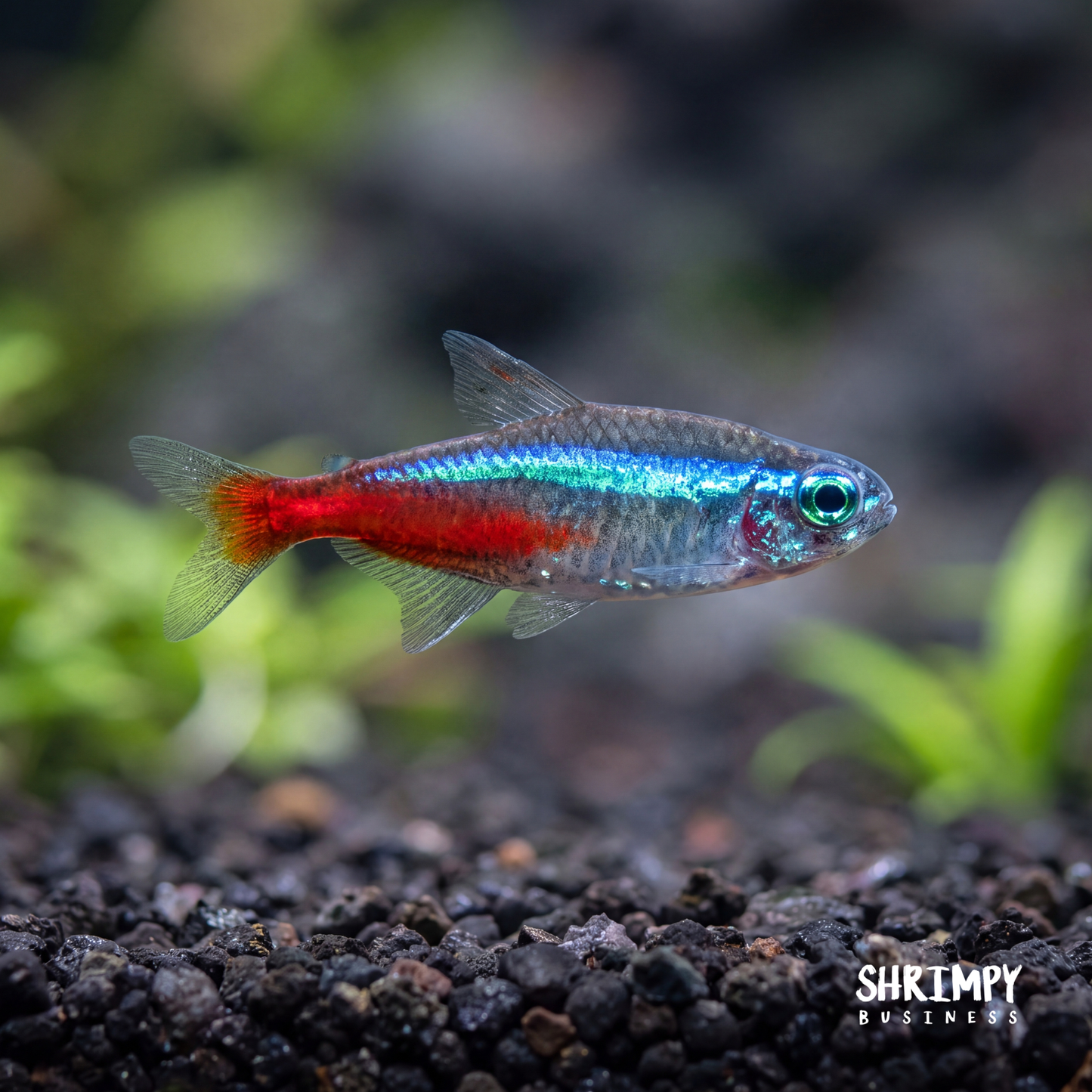 Cardinal Tetra (Tank-Bred)