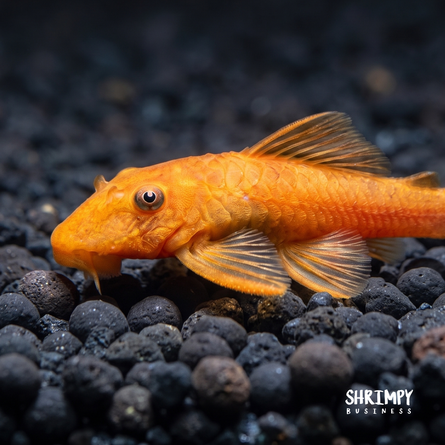 Super Red Bristlenose Pleco (Tank-Bred)