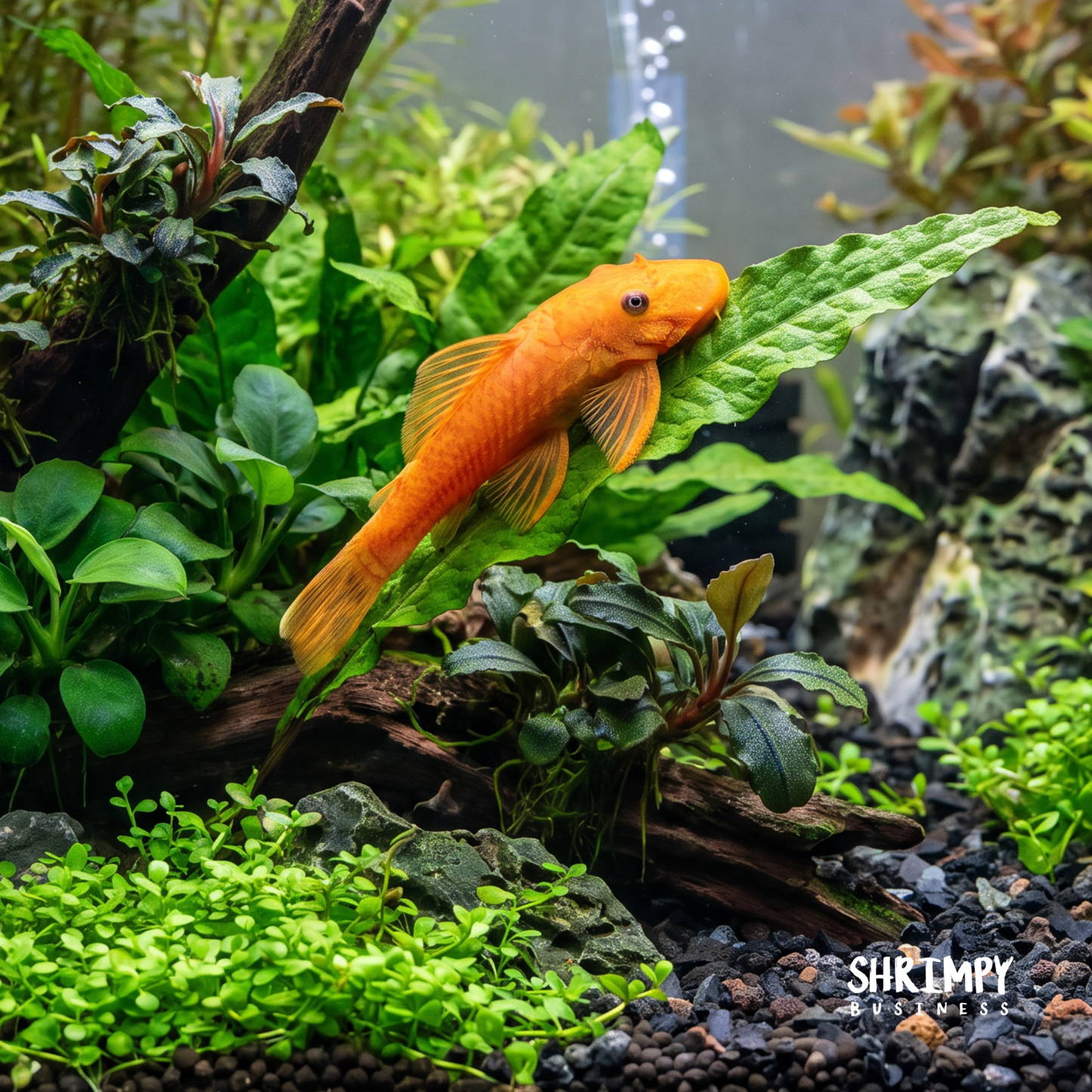 Super Red Bristlenose Pleco (Tank-Bred)