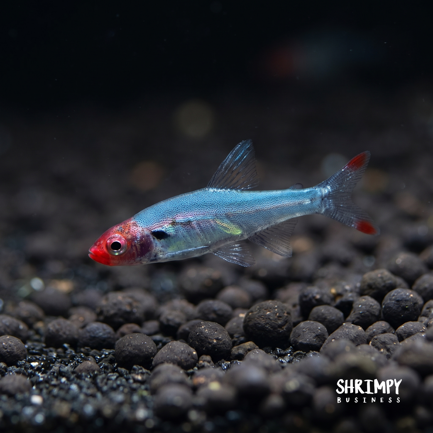 Rummynose Rasbora